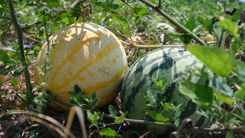 娱乐718吃瓜上不去了,揭秘吃瓜群众为何上不去的神秘面纱